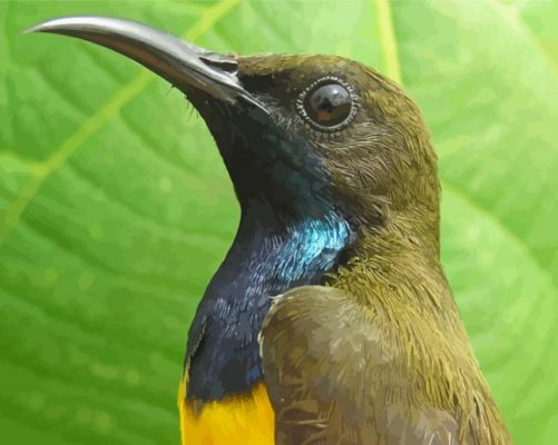 Sunbird Head Paint By Numbers