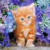 Adorable Cat And Flowers Paint By Numbers