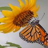 Aesthetic Sunflower Butterfly Paint By Numbers