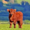 Baby Brown Cow In Farm Paint By Numbers