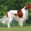 Cool Irish Red White Setter Paint By Numbers