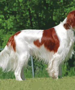 Cool Irish Red White Setter Paint By Numbers