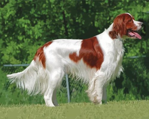 Cool Irish Red White Setter Paint By Numbers