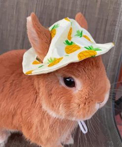 Cute Brown Rabbit With Hat Paint By Numbers