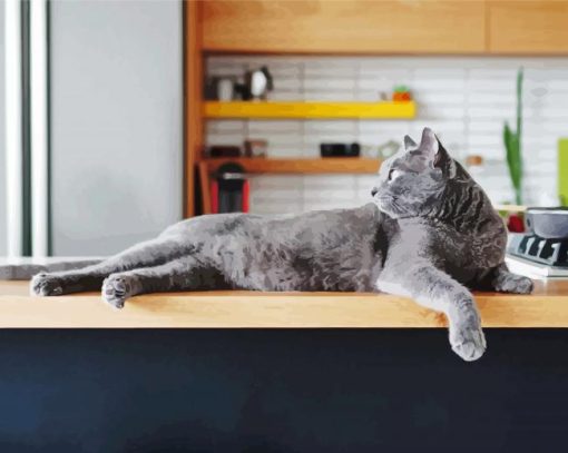 Grey Cat Animal In Kitchen Paint By Numbers