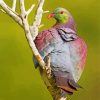 Kereru On A Branch Paint By Numbers