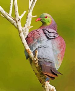 Kereru On A Branch Paint By Numbers