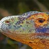 Komodo Dragon Lizard Animal Paint By Numbers