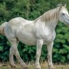 White Percheron Horse Paint By Numbers