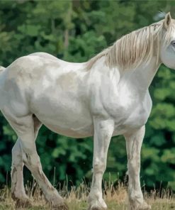 White Percheron Horse Paint By Numbers