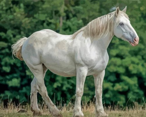 White Percheron Horse Paint By Numbers