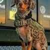 Aesthetic Military Dog Paint By Numbers