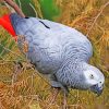 African Gray Parrot Paint By Numbers