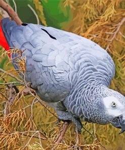 African Gray Parrot Paint By Numbers