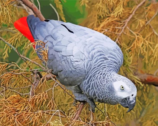 African Gray Parrot Paint By Numbers