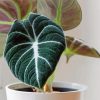 Alocasia Plant Paint By Numbers