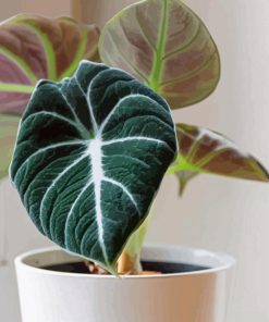 Alocasia Plant Paint By Numbers