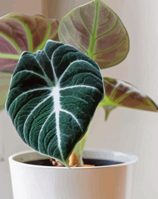 Alocasia Plant Paint By Numbers