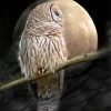 Barred Owl Moon Paint By Numbers