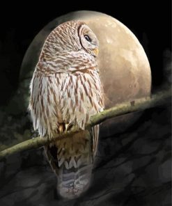 Barred Owl Moon Paint By Numbers