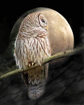 Barred Owl Moon Paint By Numbers