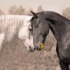 Black And White Two Horses In Love Paint By Numbers