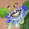 Blue Passion Flower Paint By Numbers