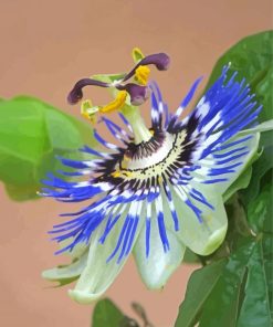 Blue Passion Flower Paint By Numbers