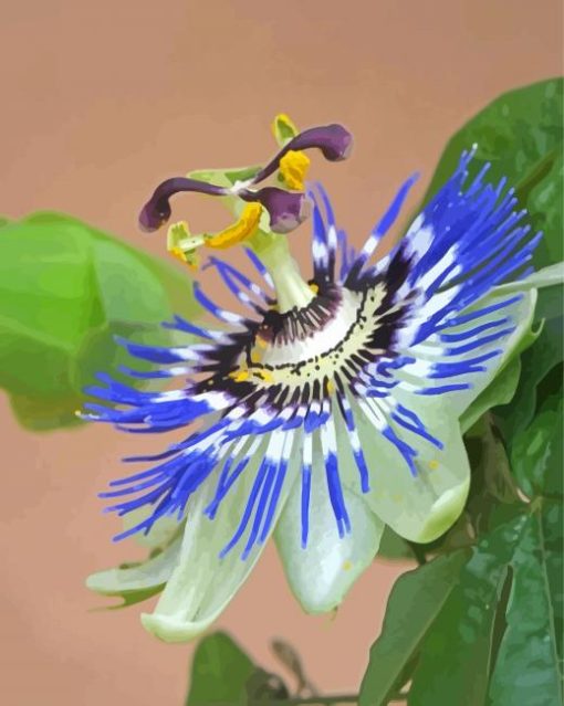 Blue Passion Flower Paint By Numbers