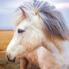 Close Up White Icelandic Horse Paint By Numbers