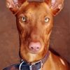 Close Up Pharaoh Hound Paint By Numbers