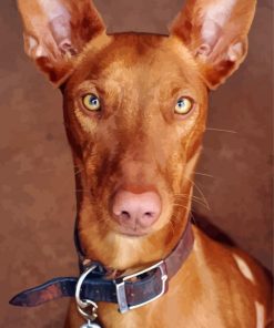 Close Up Pharaoh Hound Paint By Numbers