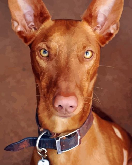 Close Up Pharaoh Hound Paint By Numbers