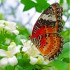 Colorful Butterfly On White Flowers Paint By Numbers