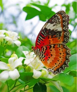 Colorful Butterfly On White Flowers Paint By Numbers