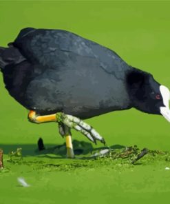 Coots In Green Lake Paint By Numbers