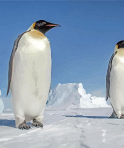 Emperor Penguin In Snow Paint By Numbers