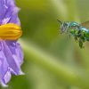 Euglossa Bazinga With Purple Flower Paint By Numbers