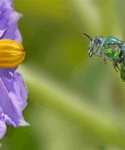 Euglossa Bazinga With Purple Flower Paint By Numbers