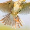 Eurasian Skylark Paint By Numbers