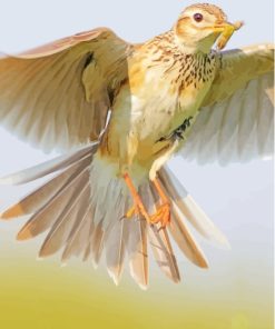 Eurasian Skylark Paint By Numbers