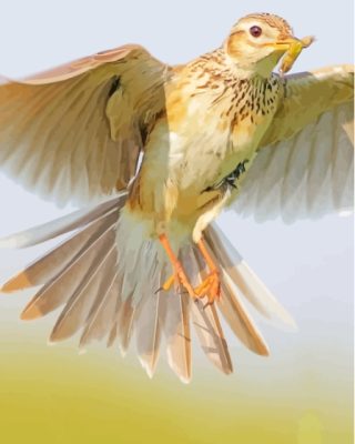 Eurasian Skylark Paint By Numbers