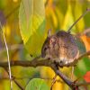 Field Mouse On A Branch Paint By Numbers