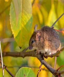 Field Mouse On A Branch Paint By Numbers