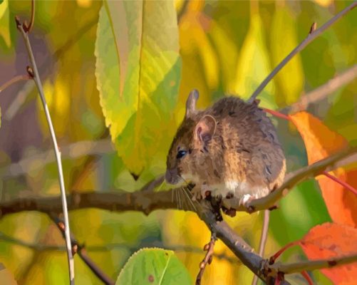 Field Mouse On A Branch Paint By Numbers