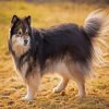 Finnish Lapphund Paint By Numbers