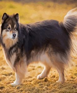 Finnish Lapphund Paint By Numbers