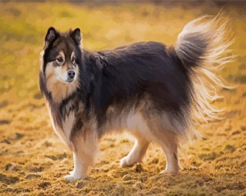 Finnish Lapphund Paint By Numbers