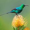 Green Sunbird Paint By Numbers