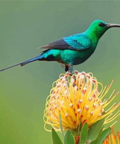 Green Sunbird Paint By Numbers